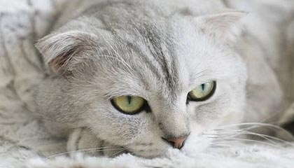 开云·体育官网-伯明翰市防线密集，蓝军力争保级，伯明翰吧